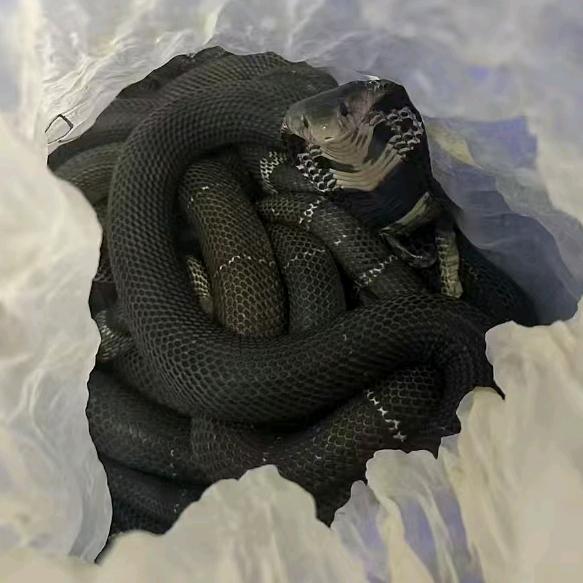 欧弟 🐍业配送