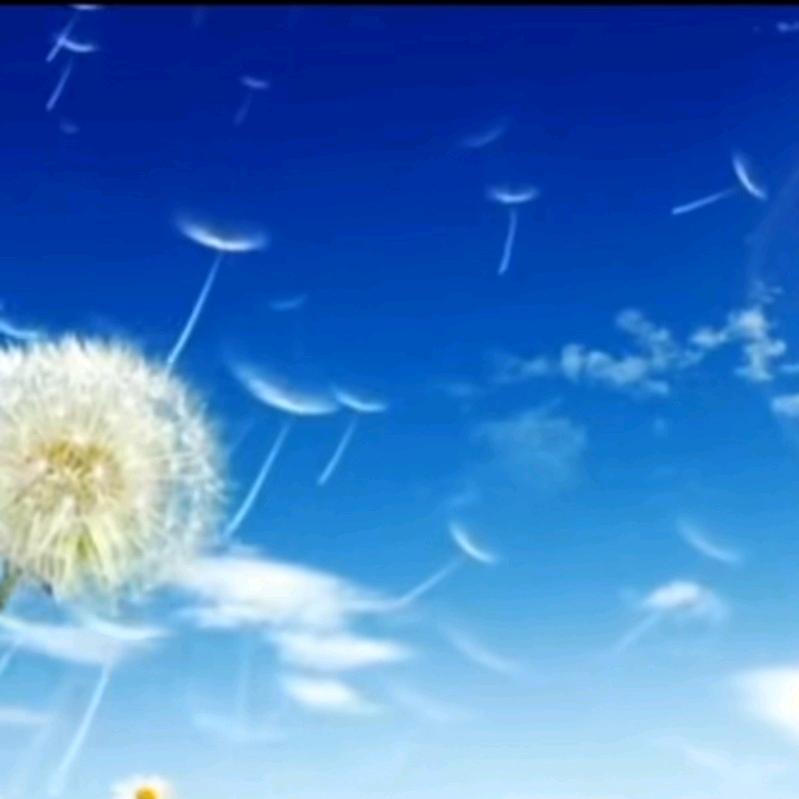 沙漠孤鹰