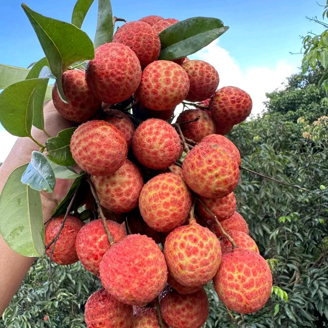 百香果园基地婷婷