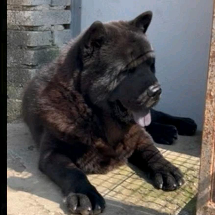 保定田园犬五黑养殖