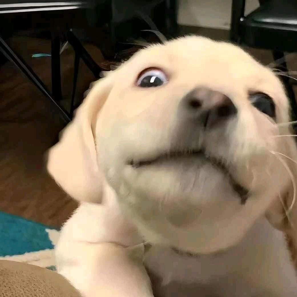 言语.