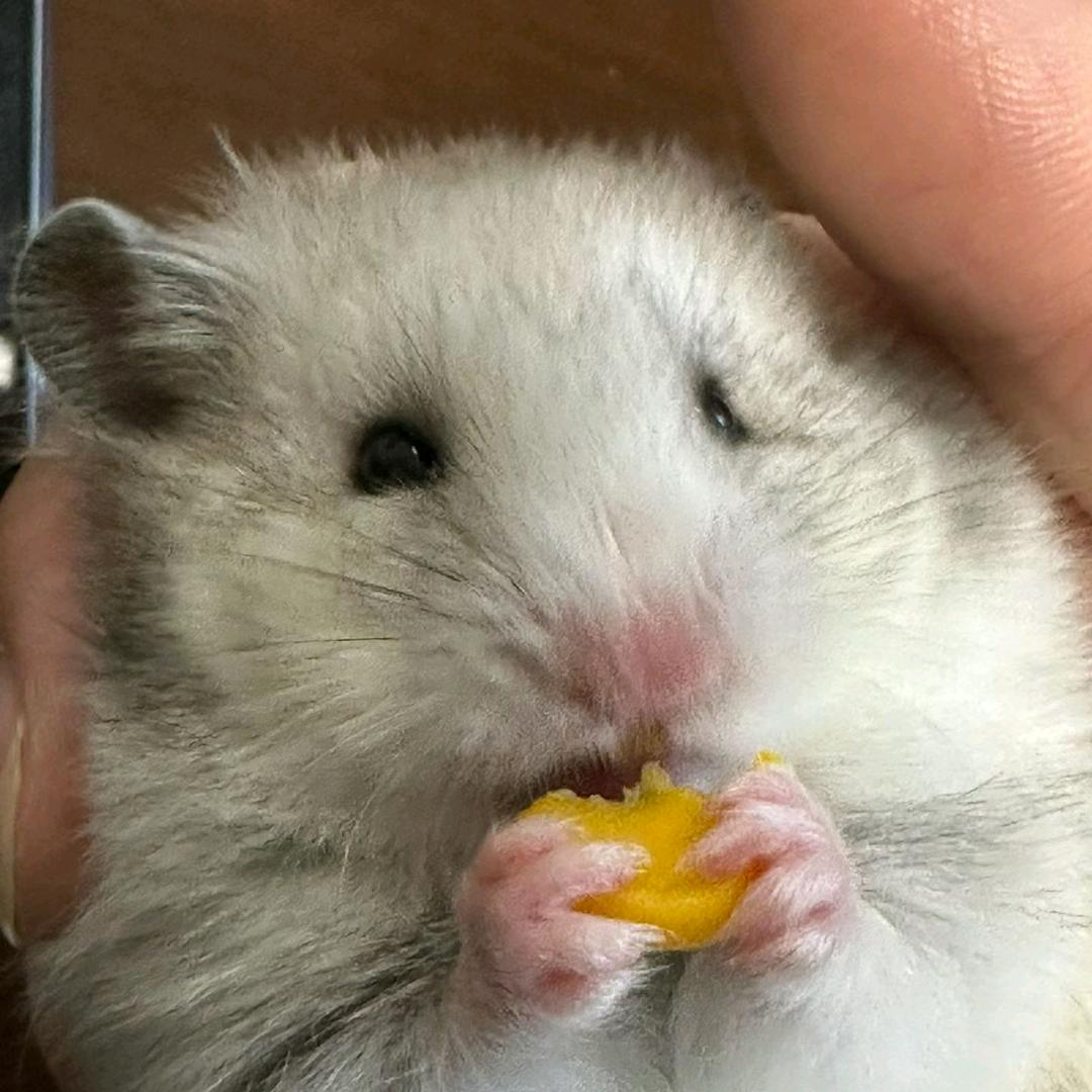 我们的球球🐹