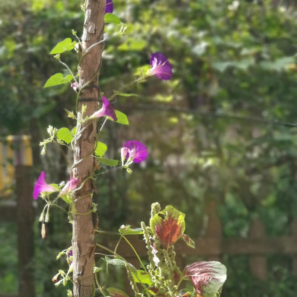 帕格尼尼.文格洛洛