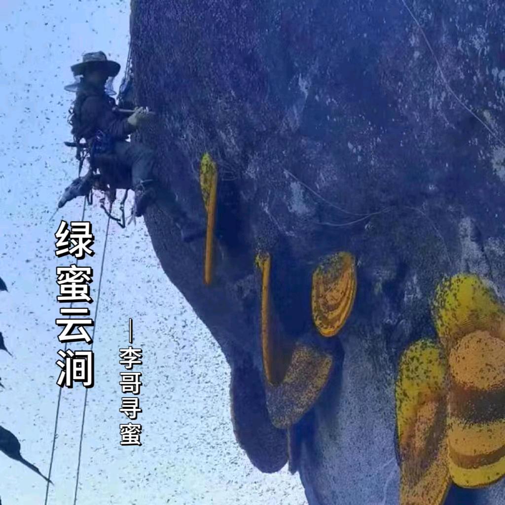 李哥寻蜜