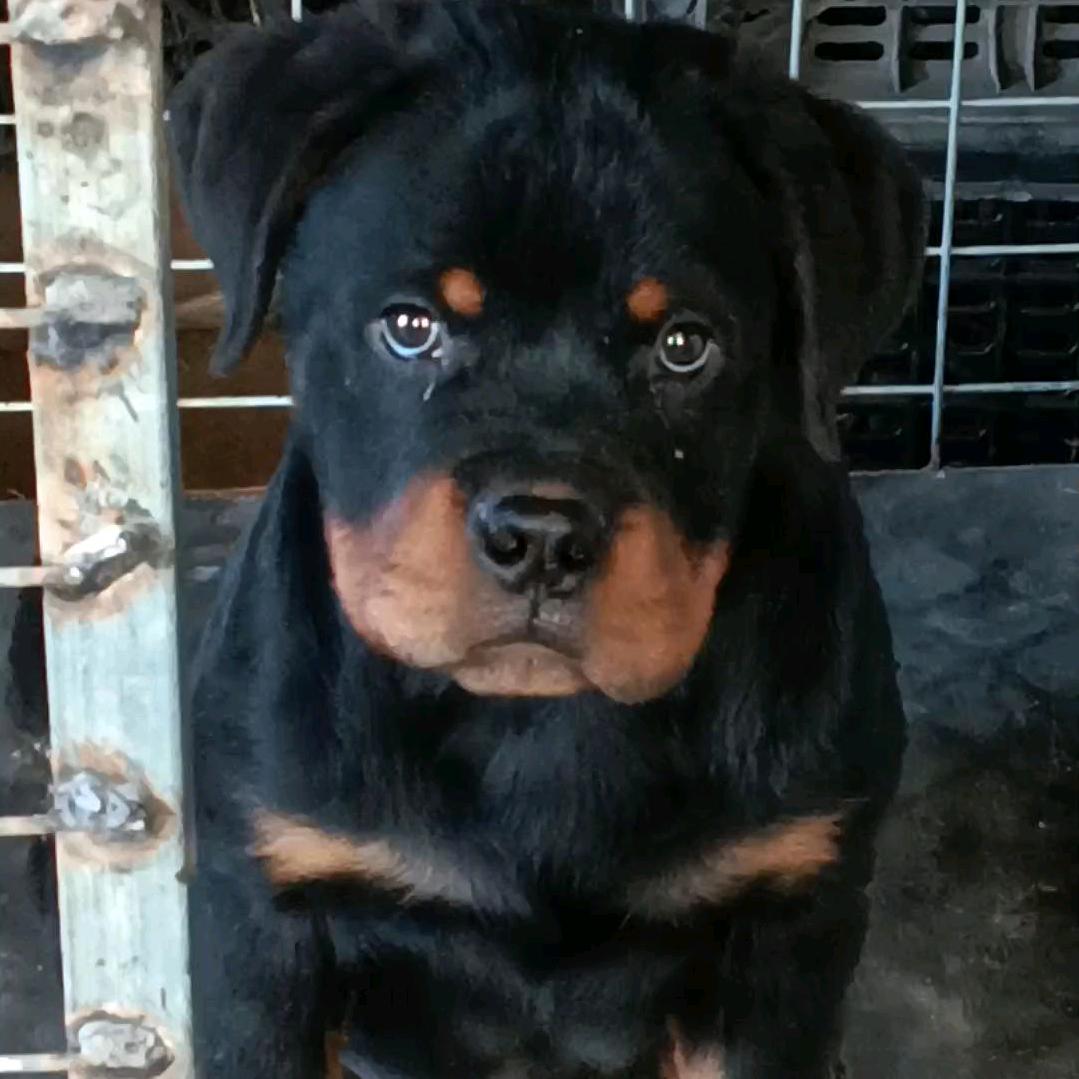 郑州酷萌罗威纳