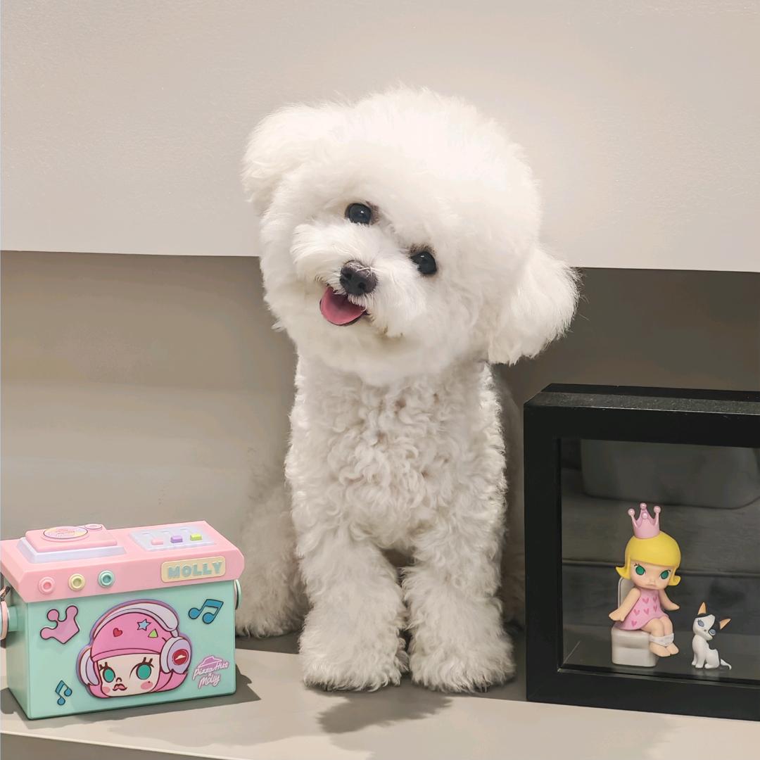 平安是只小比熊🐶