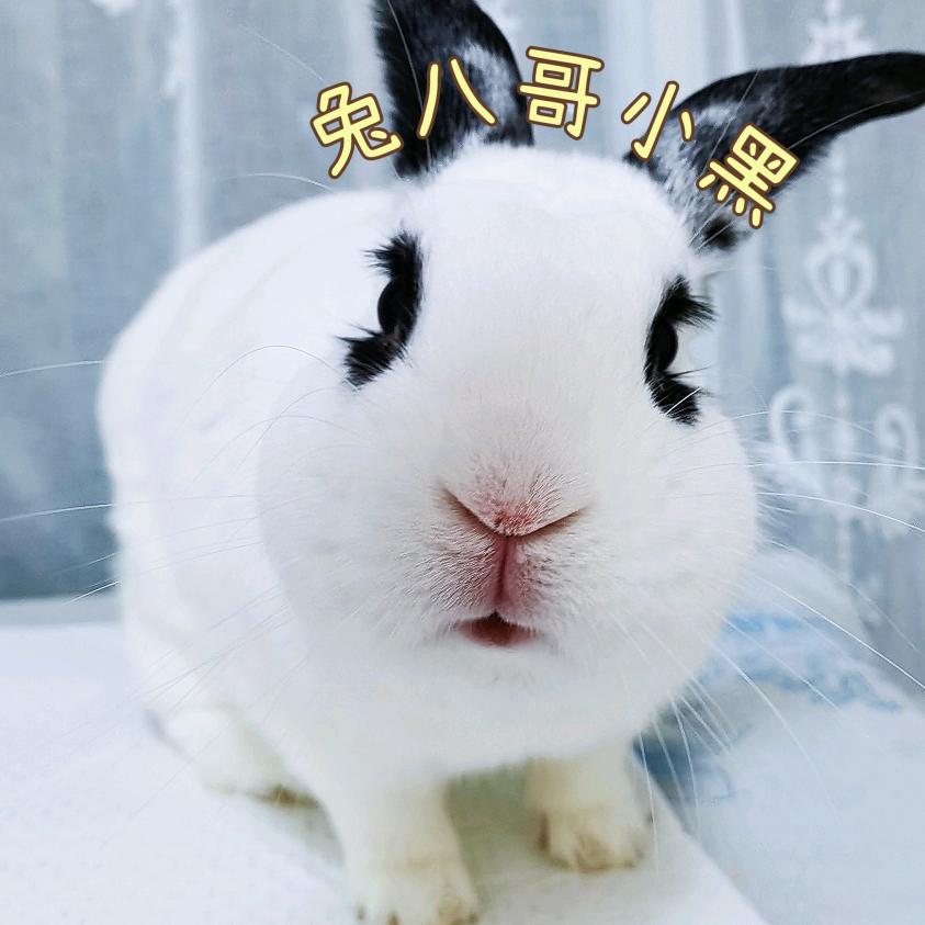 兔八哥小黑🐰