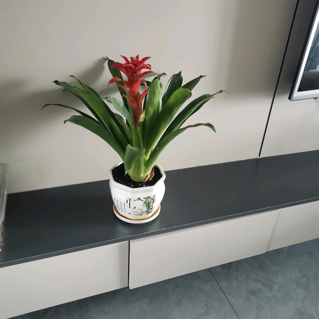 美好的生活带给想念的你