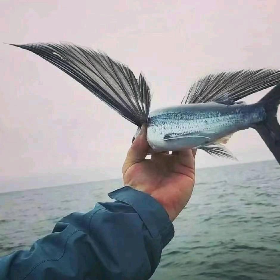 玩农机的小彪🚜