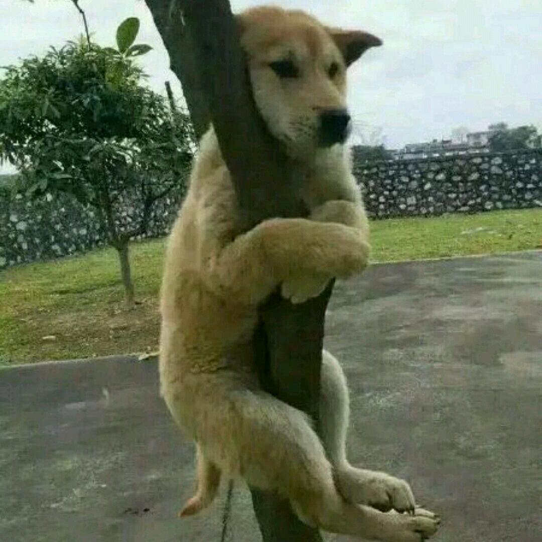 柔情公子哥🐕