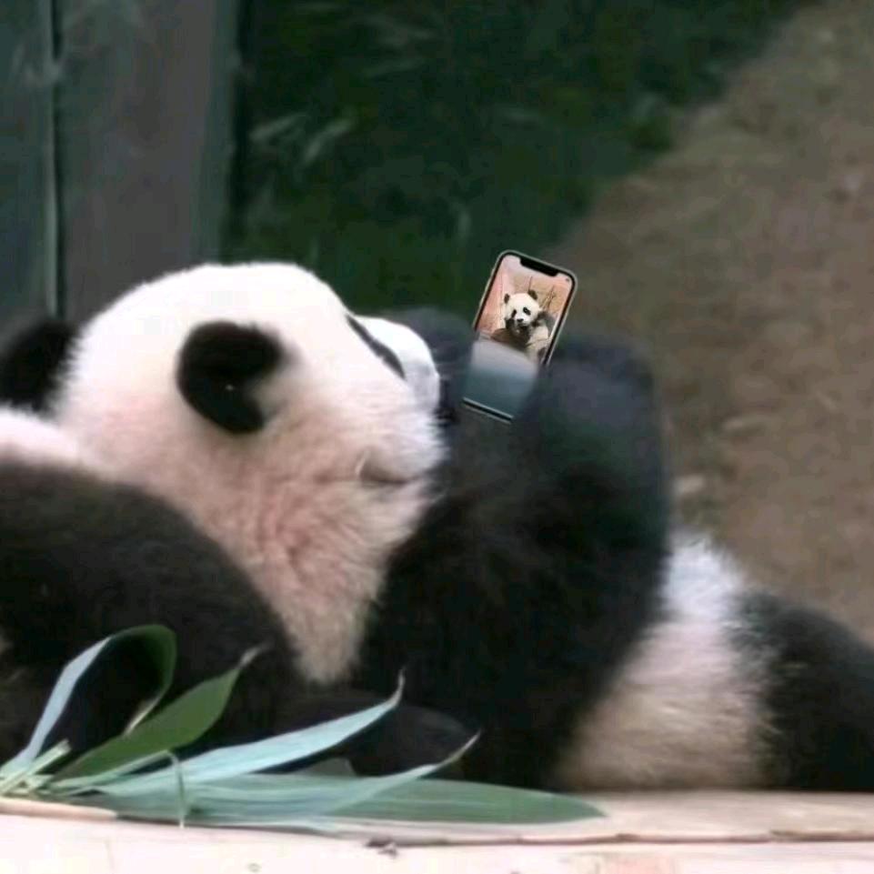 ☁☁🐼