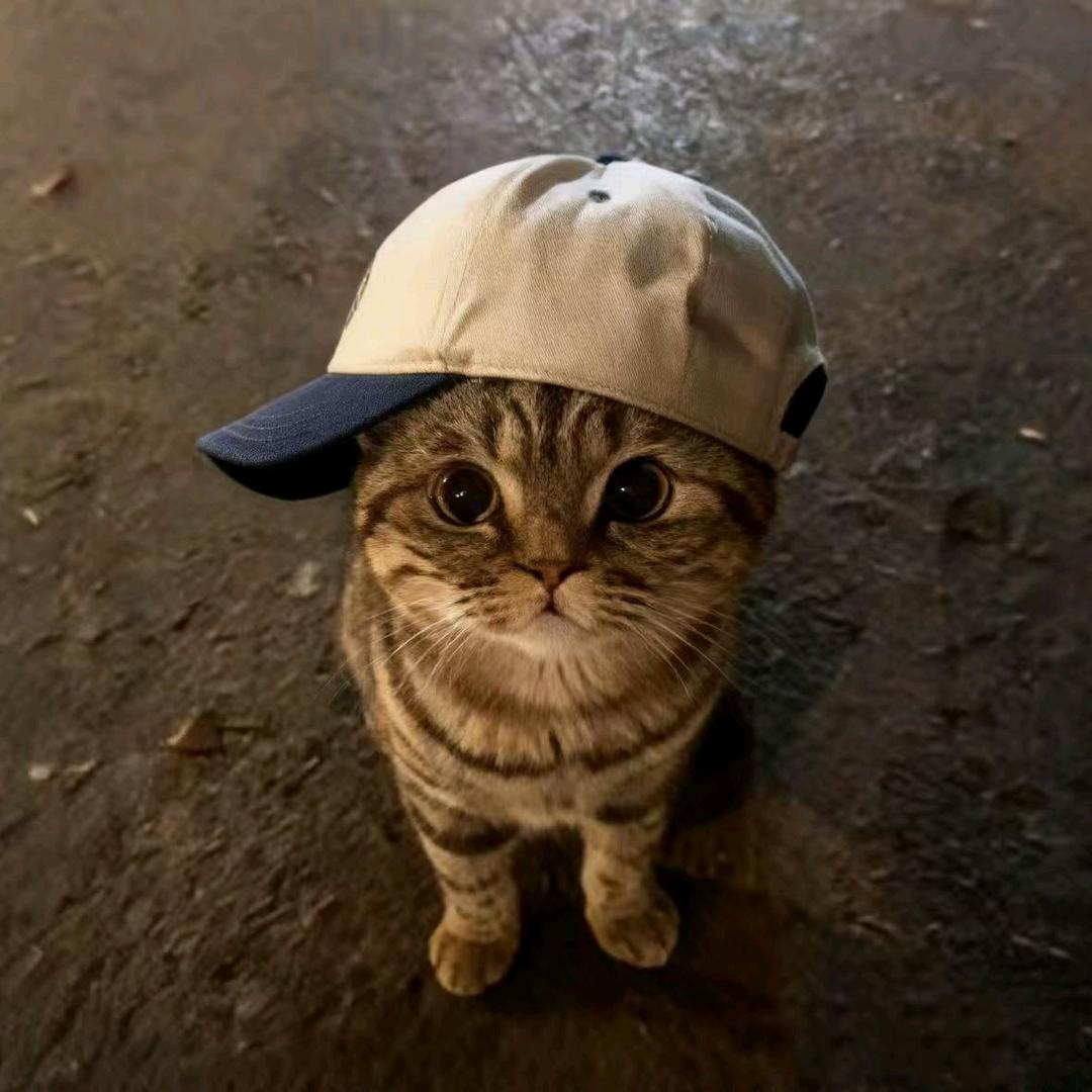 桉
