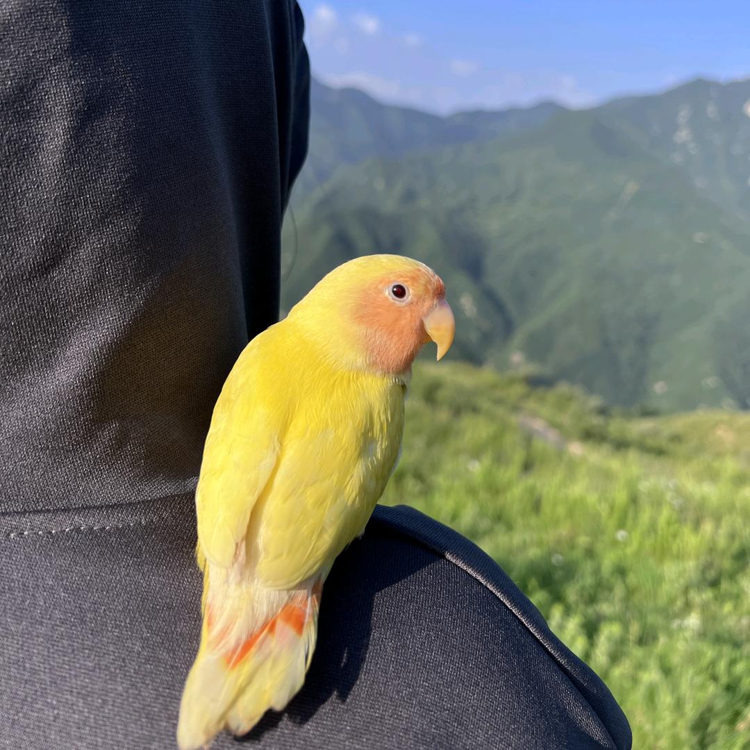歆歆香头像