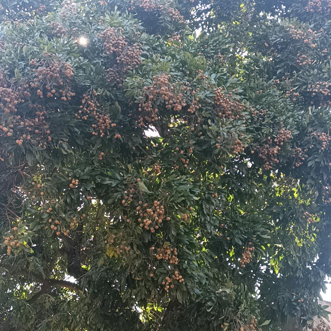 🌸终于❤️邓到🌸你🌹