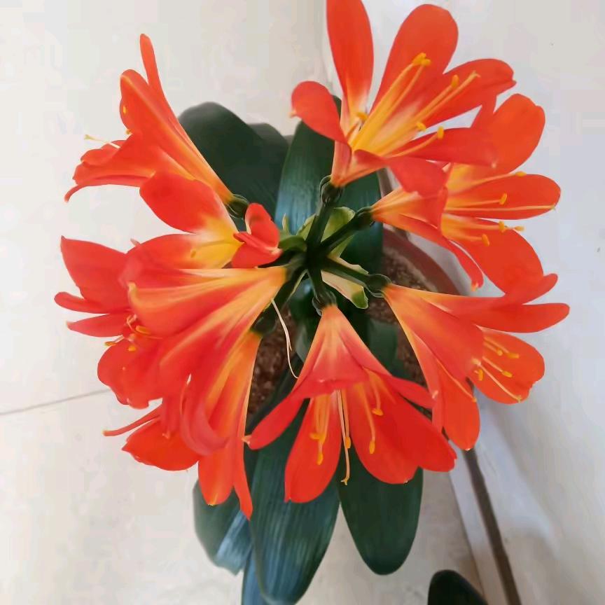 王美