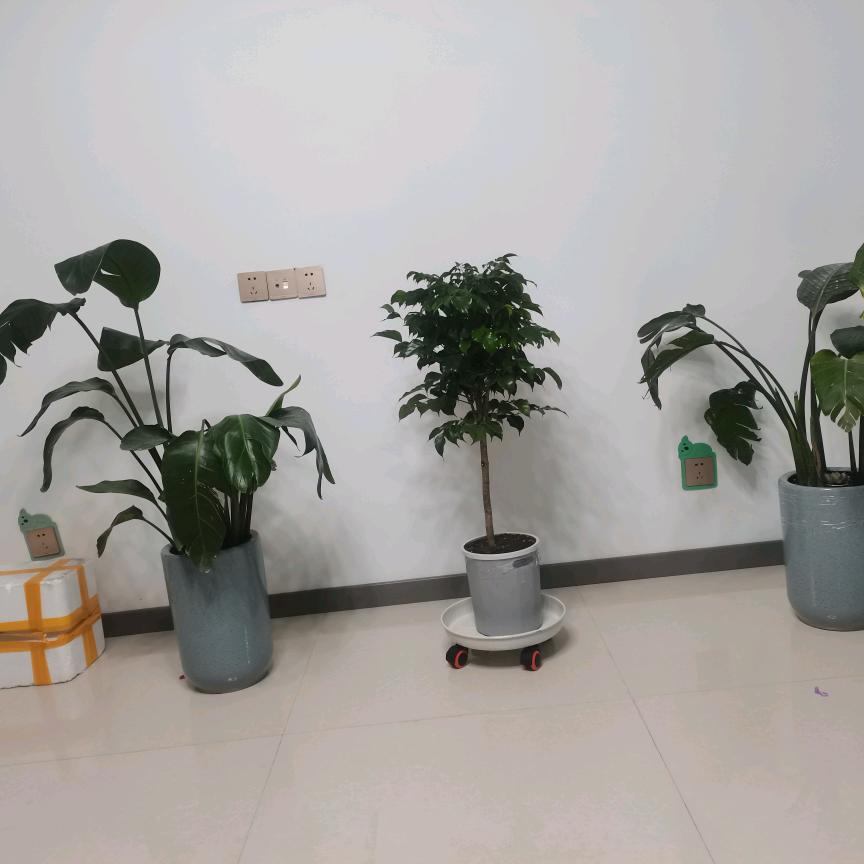 心想事成