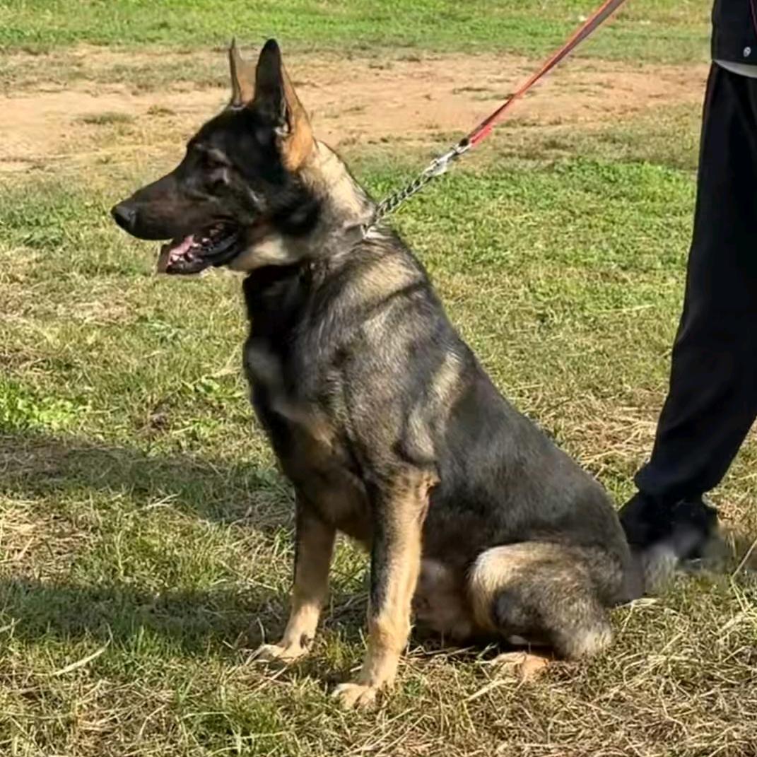 昆明犬舍