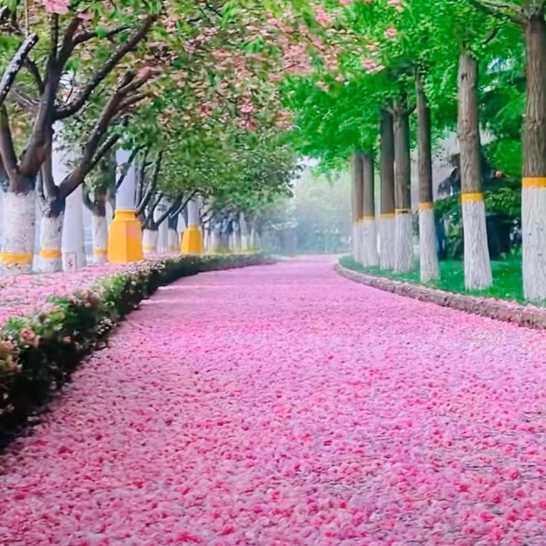 心花怒放