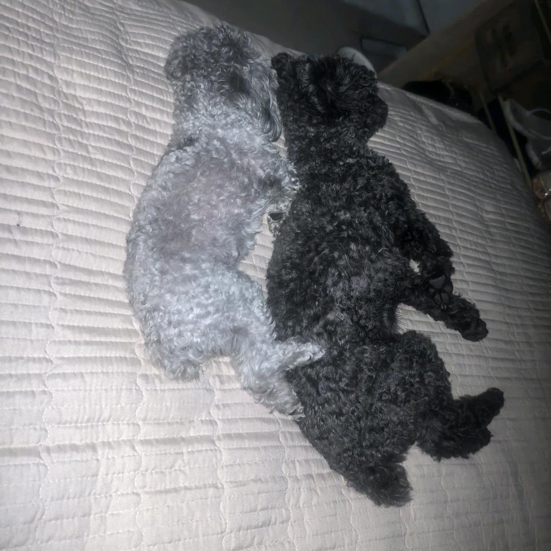 家有泰迪（悠悠，元宝）