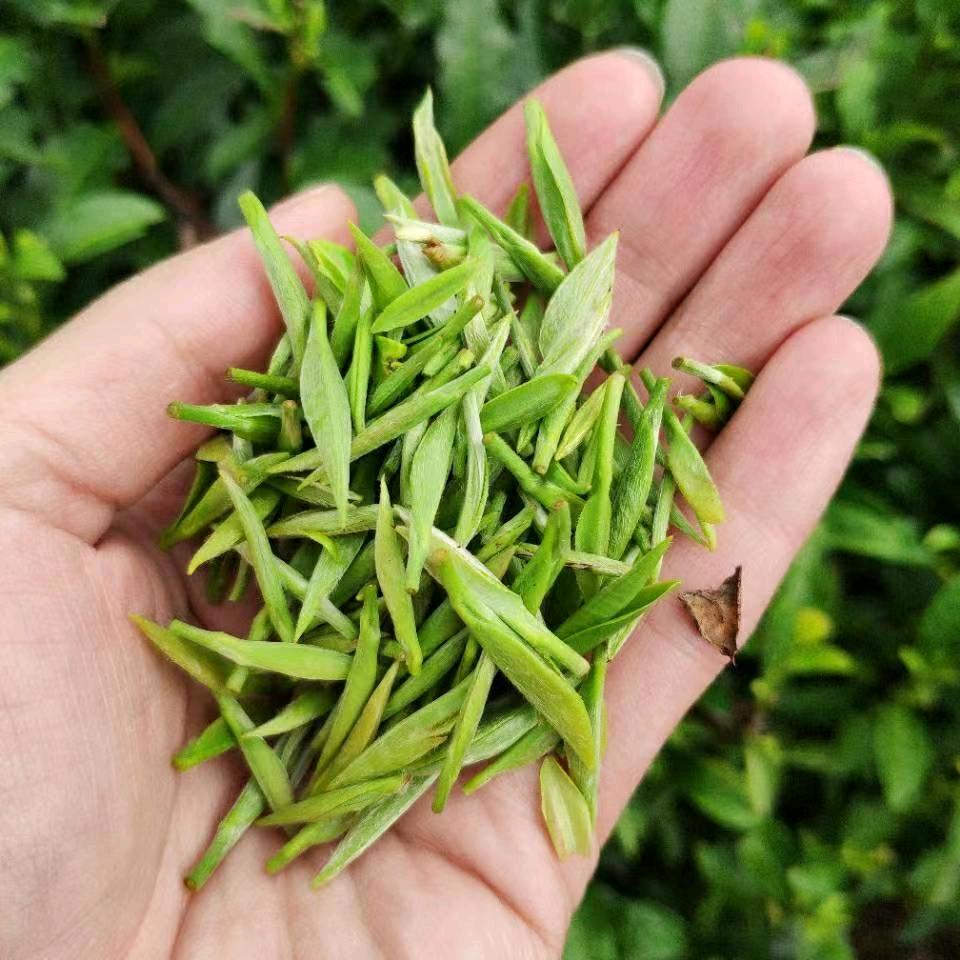 崇义高山茶(秋茶上市)