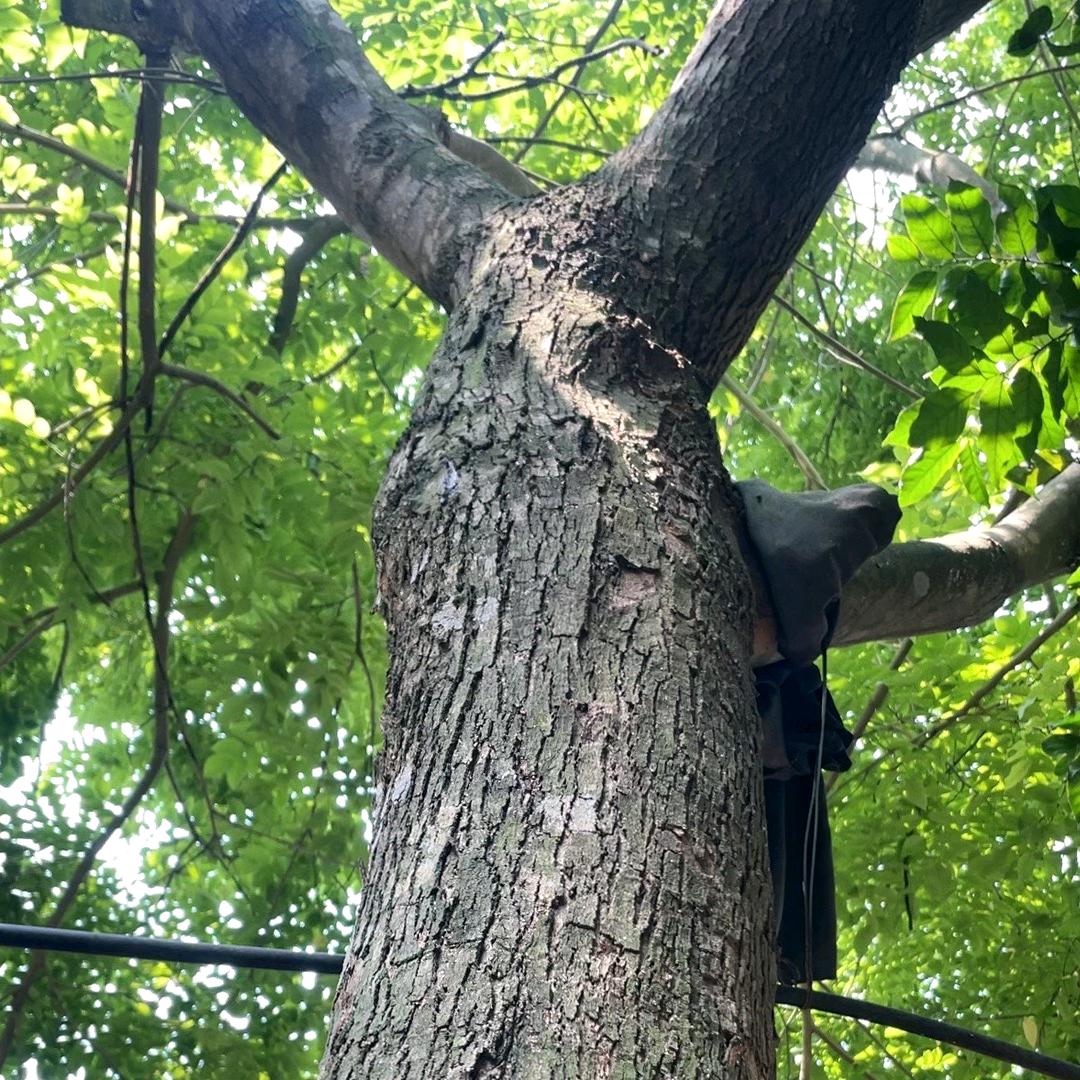 大众海南黄花梨