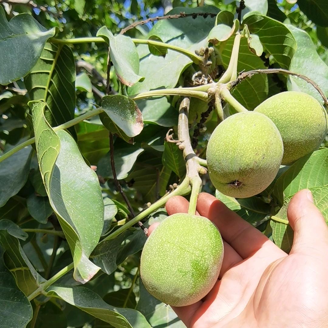 沛润丰食品
