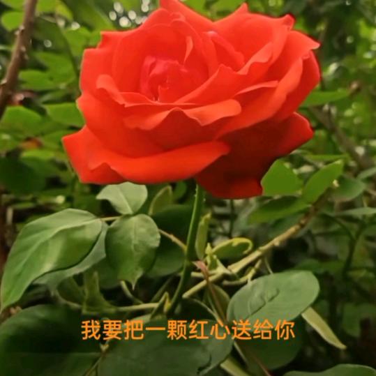 那鸿！😊