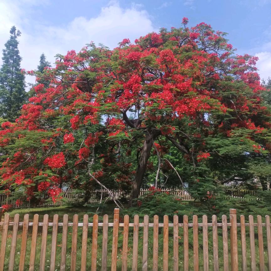 许你一世繁华，余生共白头