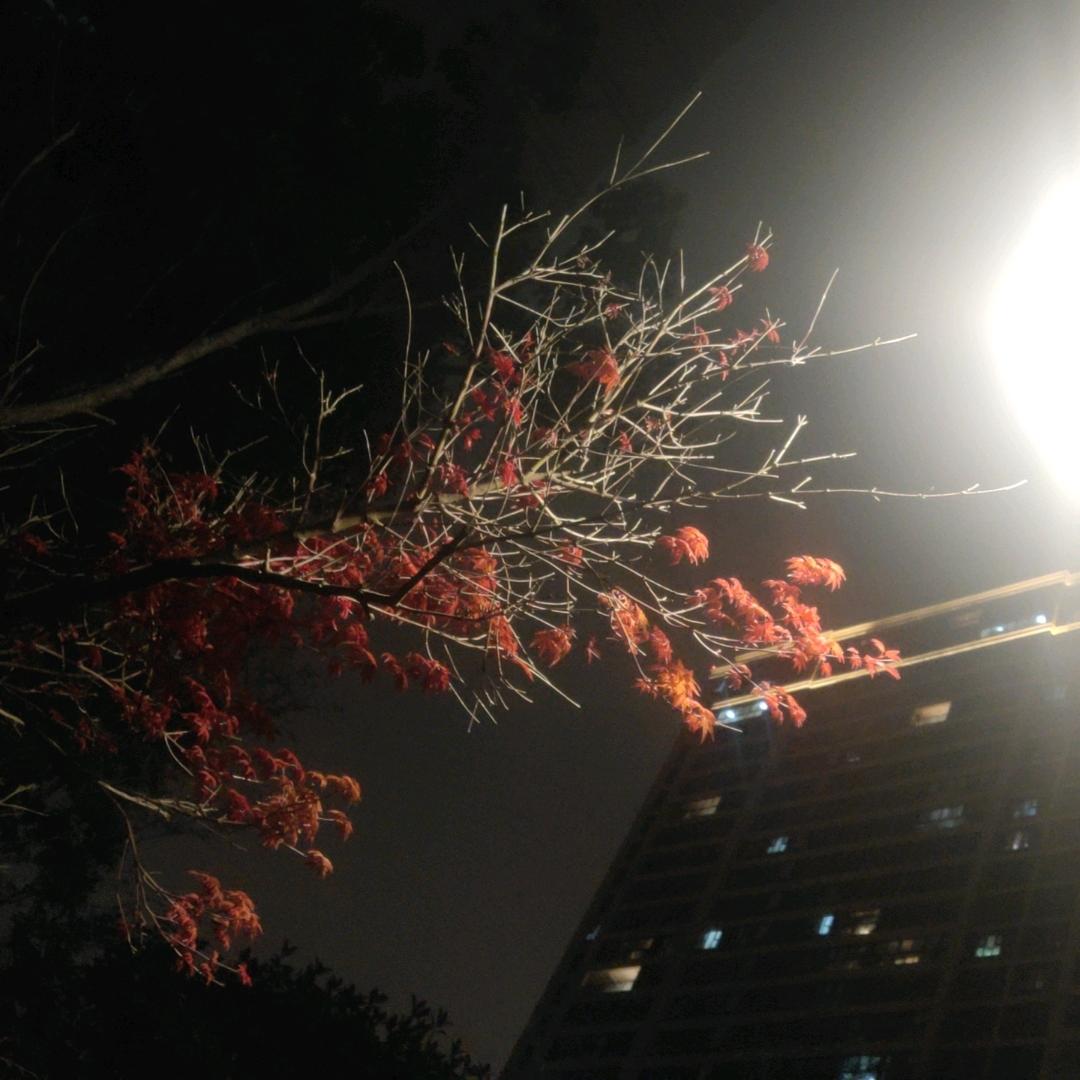 华文有一条语录