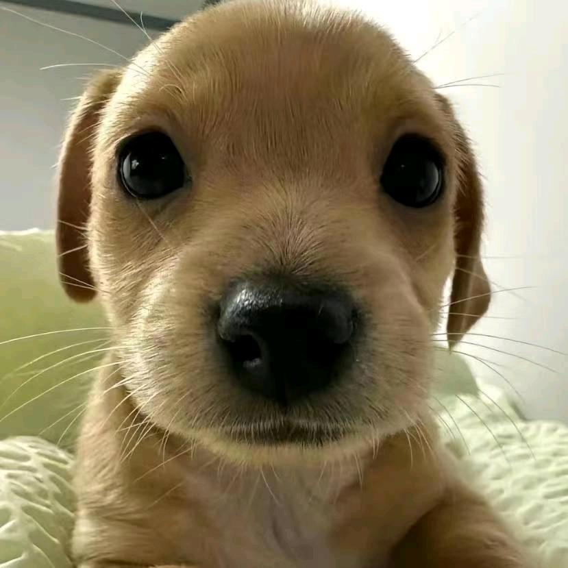 小魏（顺顺利利版）