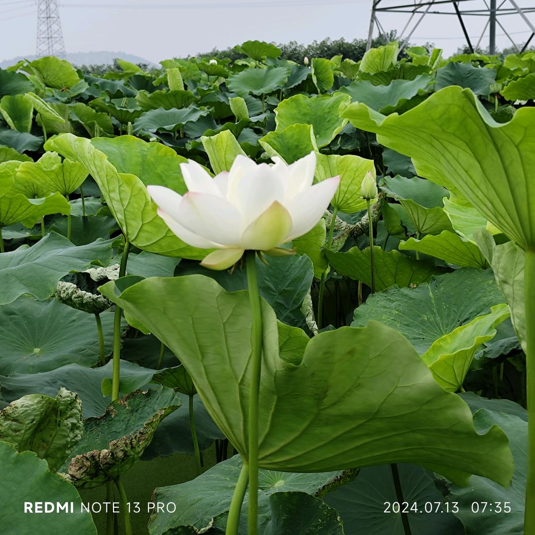 雨润新城  特色鸡蛋小饼