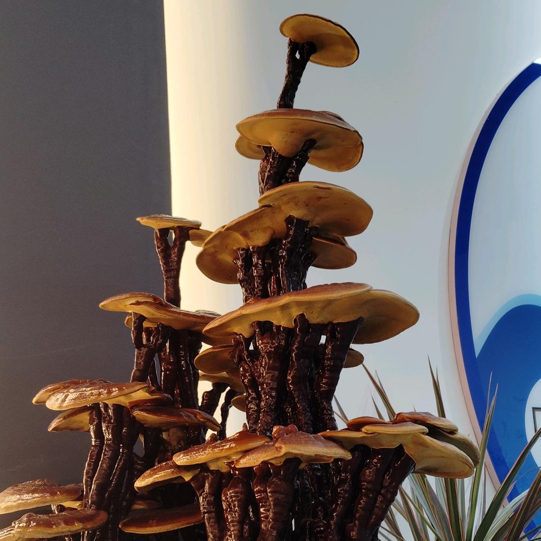 云南农产品滋补类全品一手货源供应链