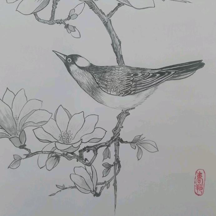 富贵鸟绘画