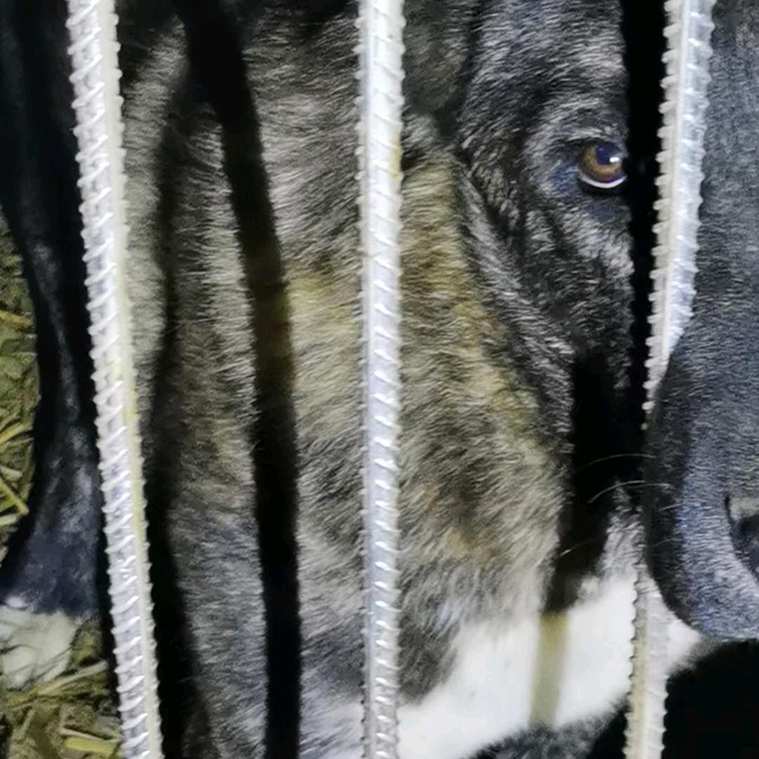 家有猛犬