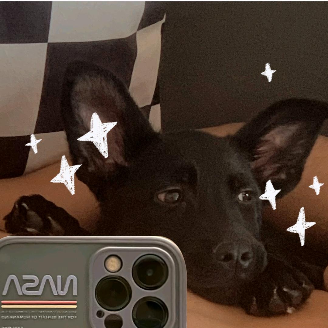 小巴狗子饲养员