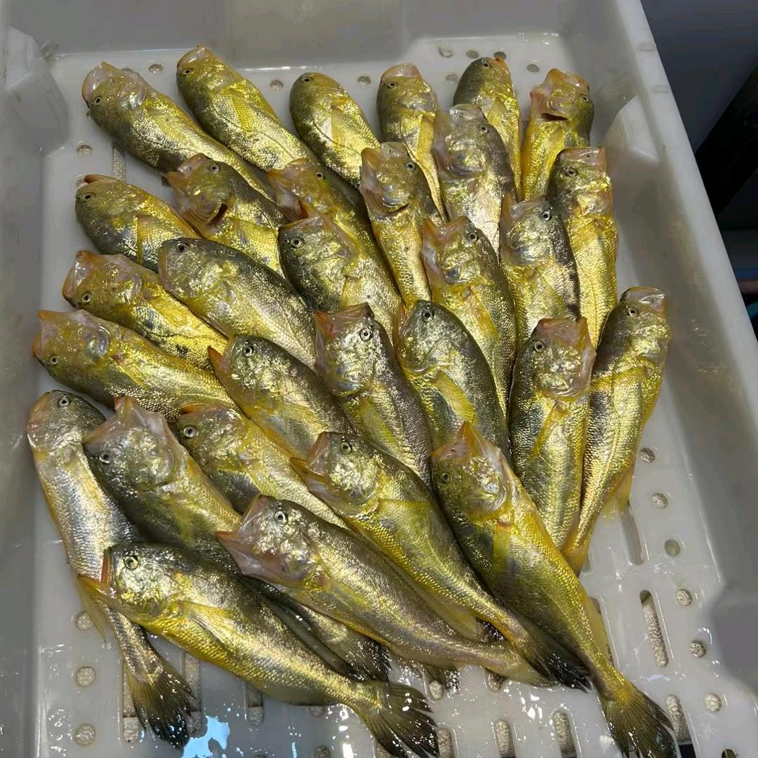 小龙精品小网海鲜