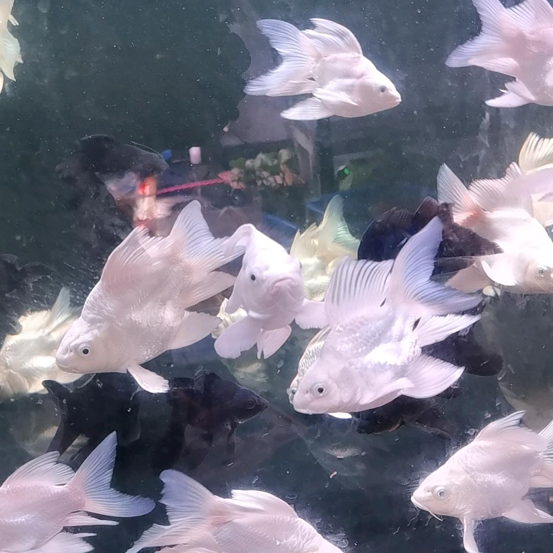 相遇水族