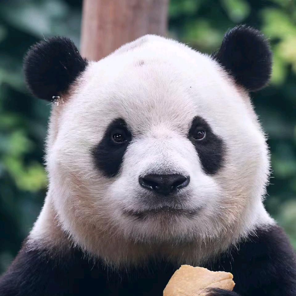 福星（胖大海）🇨🇳