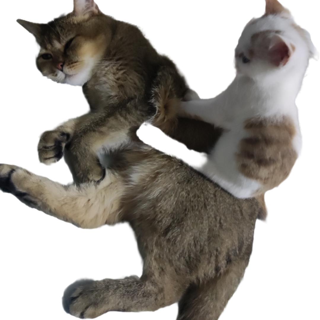 幼儿园在逃高材生