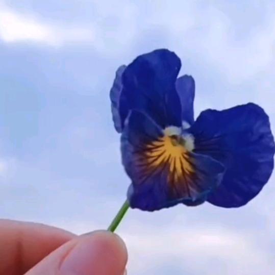 凤妹