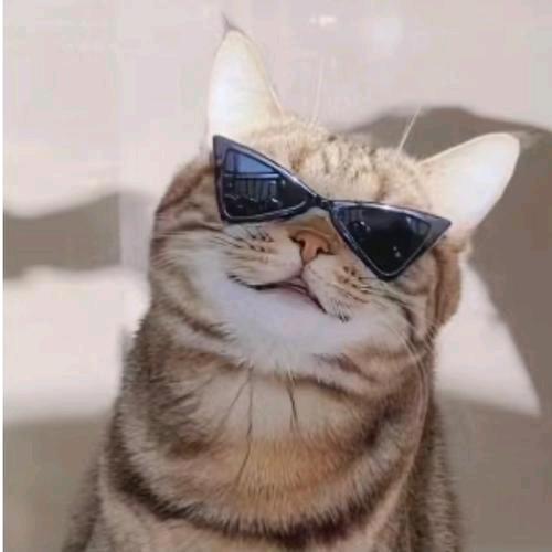 炸毛猫🕶️¹¹⁰³