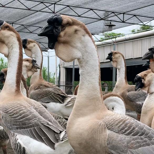 澄海狮头鹅生鲜供应
