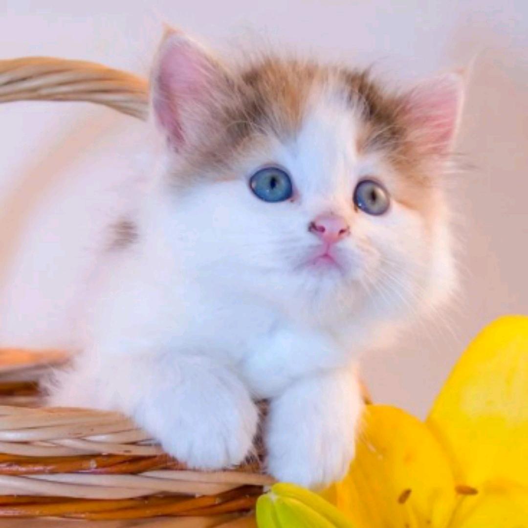 ❤️西瑞甜心❤️