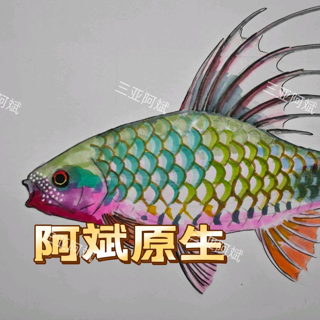 SY斌_海南两点鲫