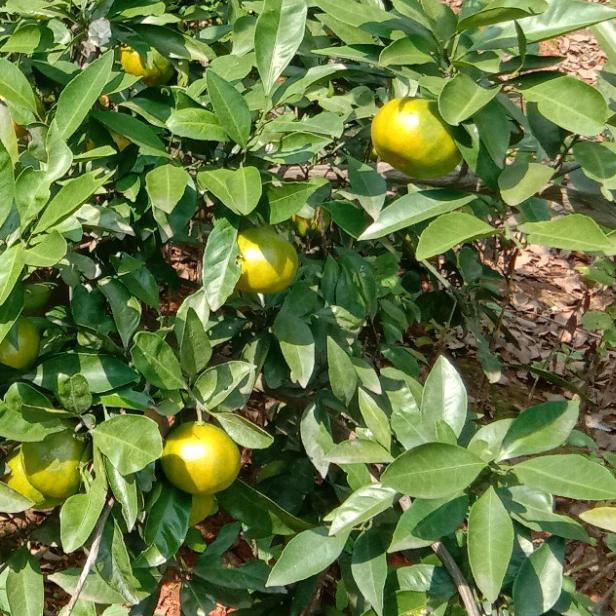 平平淡淡才是真