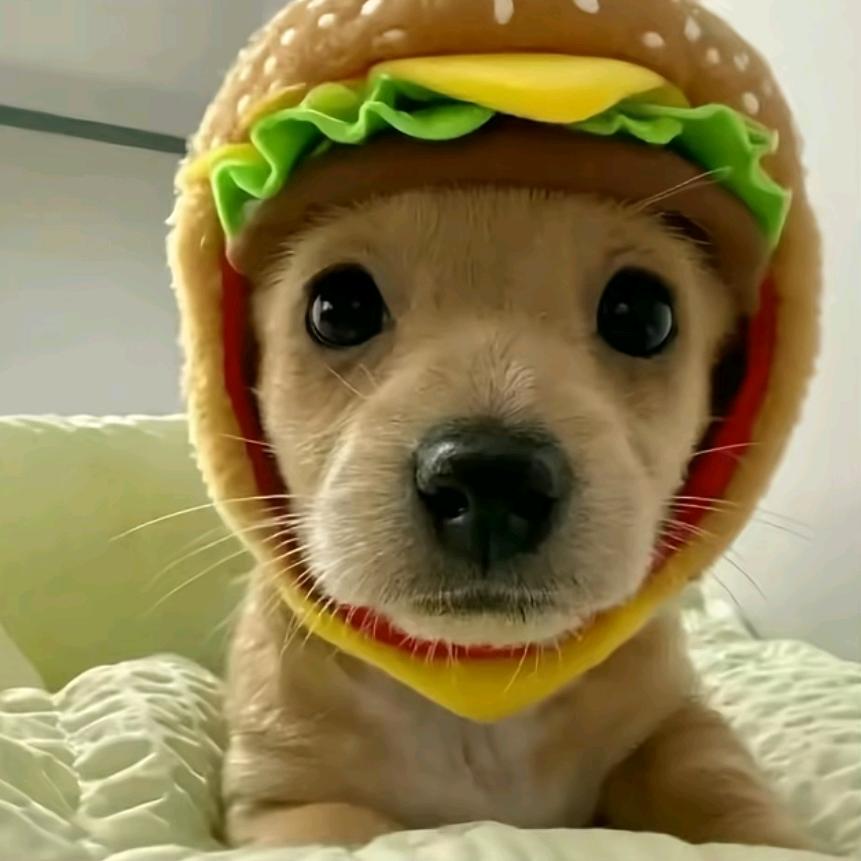 大写达不溜加屁