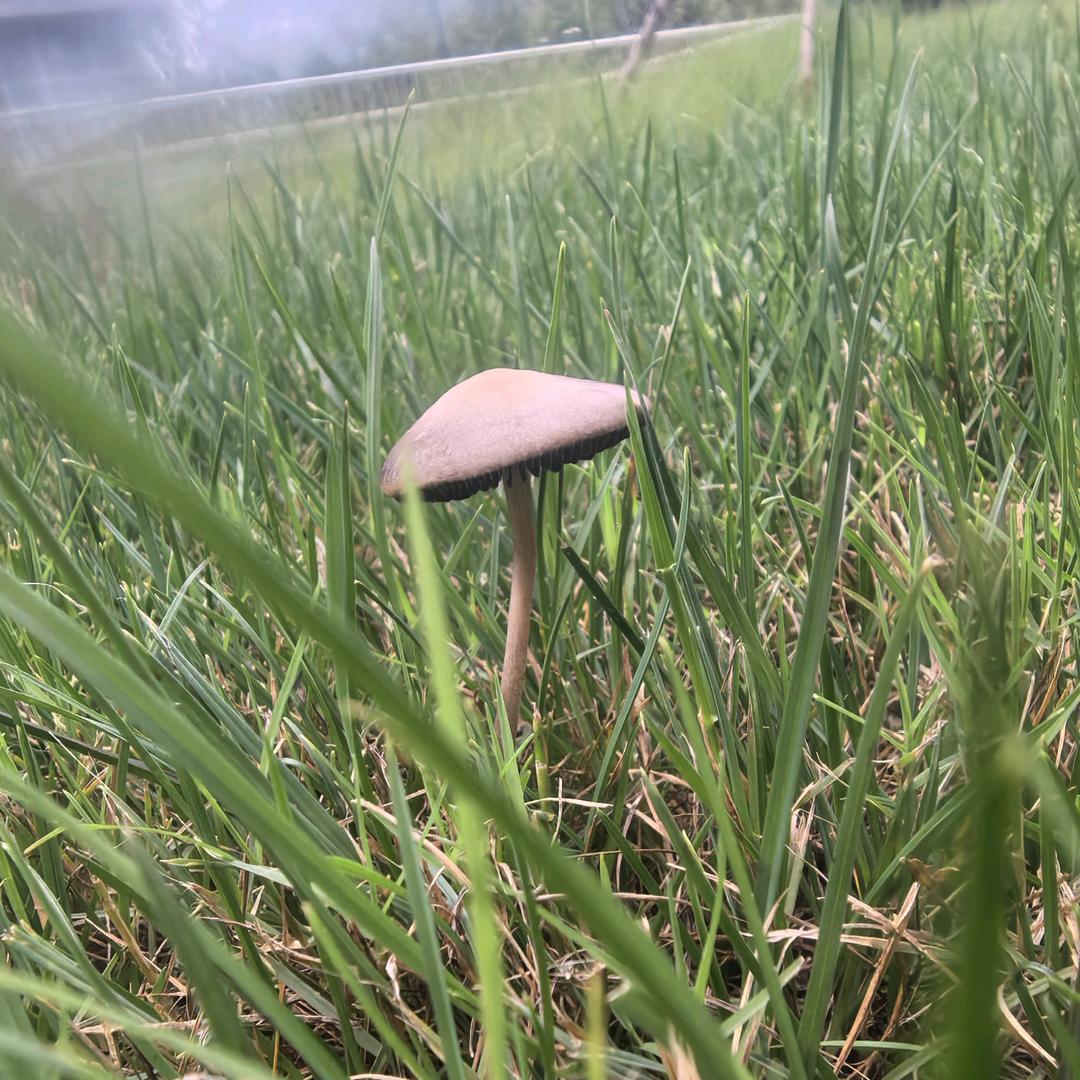 阳光灿烂的日子