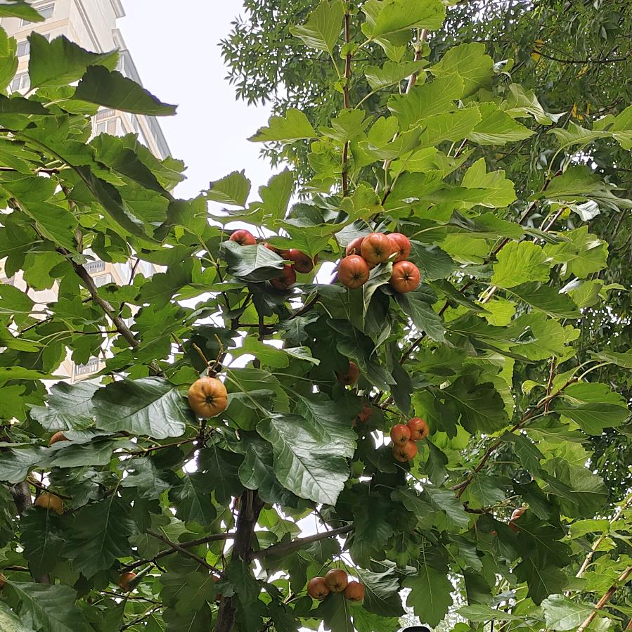 后～来