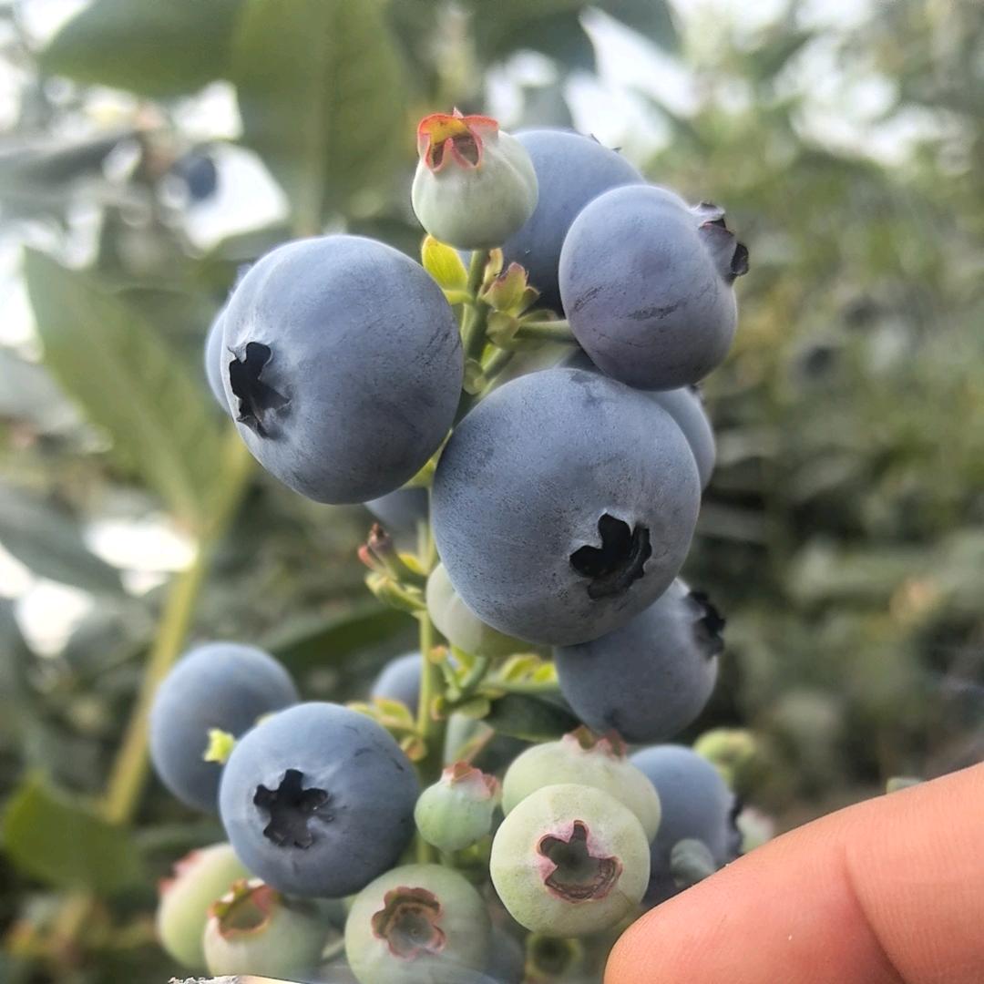 一颗大蓝莓