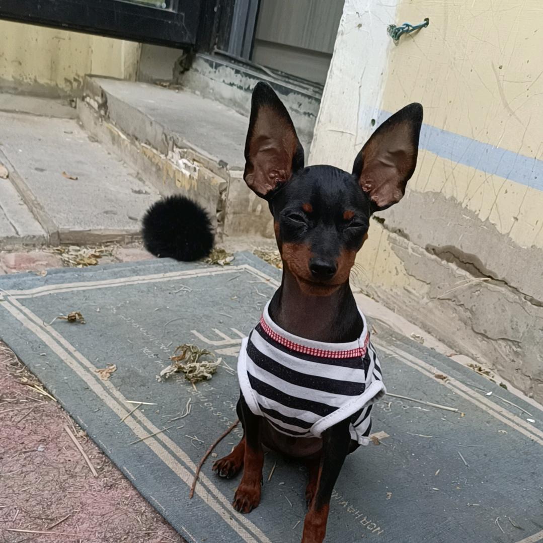 小耗子是只小鹿